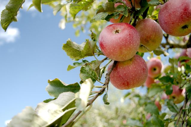 Unterwegs durch die Denkendorfer Streuobstwiesen