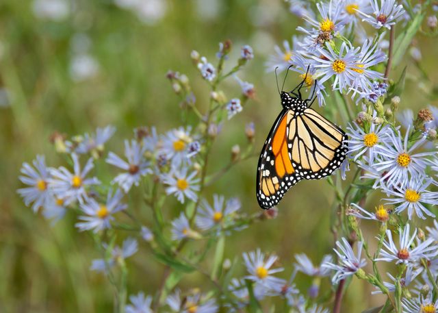 Landesinitiative "Natur nah dran" - Bis zu 15.000 Euro für insektenfreundliche Grünflächen in Aichwald